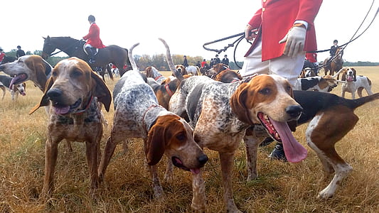 dog litter standing on grass field thumbnail