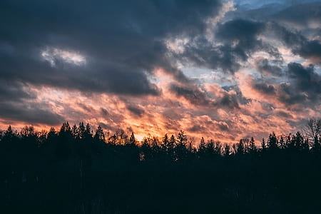 silhouette photography of trees during golden hour thumbnail