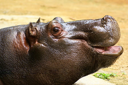 selective focus photography of hippopotamus at daytime thumbnail