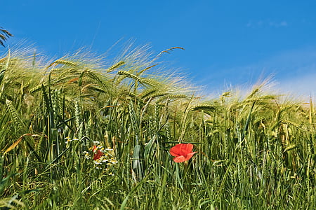 rice field thumbnail