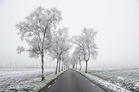 cold, snow, road, dawn thumbnail