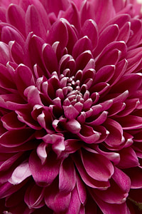 closeup view of purple petaled flower thumbnail