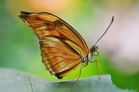 malachite butterfly perching on green leaf in close-up photography thumbnail