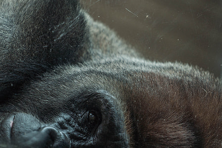 black gorilla thumbnail