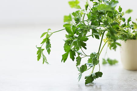 green plants thumbnail