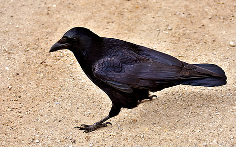 Crow standing on brown sand thumbnail