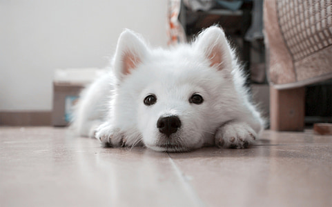 selective focus photography of white Samoyed puppy lying on floor thumbnail