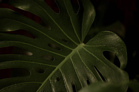 Closeup Photography of Green Heart Cut Leaf thumbnail
