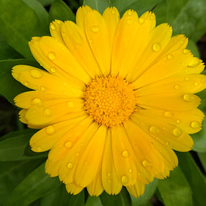 Calendula, After The Rain thumbnail