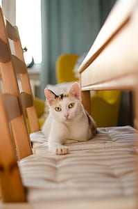 yellow-eyed white and orange cat on brown wooden chair thumbnail