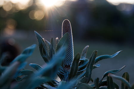 bokeh photography of linear green leafed plant thumbnail