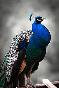 tilt shift photo of a blue, green, and black peacock thumbnail