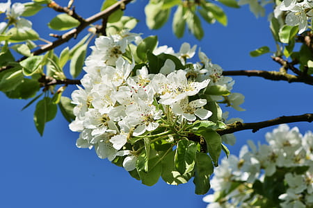 selective photography of white flowers thumbnail