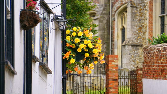 Yellow Flower Hanging Near White Concrete Wall during Daytime thumbnail