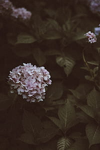 selective focus photo of white-and-pink petaled flowers thumbnail