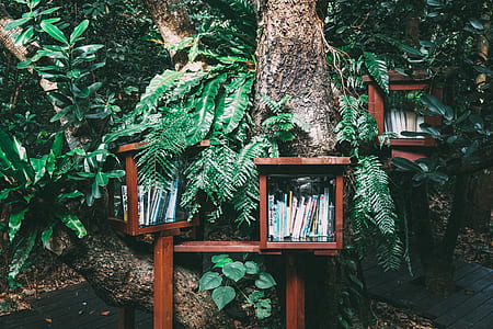 brown wooden shelves near tree during daytime thumbnail
