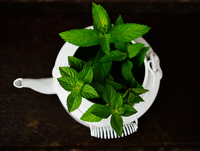 person taking photo of mint plant thumbnail