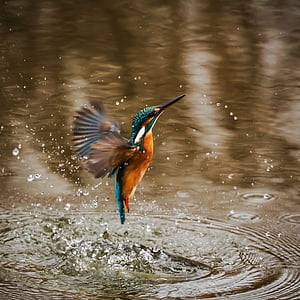 blue an brown humming bird flying out of water thumbnail
