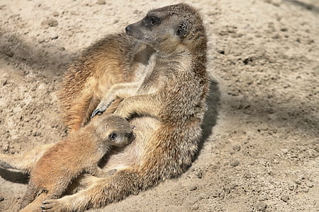 meerkats leaning on brown soil thumbnail