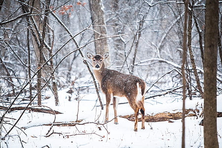 white tail deer taken during winter thumbnail