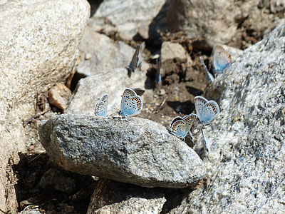 Butterflies, Restharrow'S Blue thumbnail