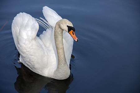 white and gray duck on body of water thumbnail