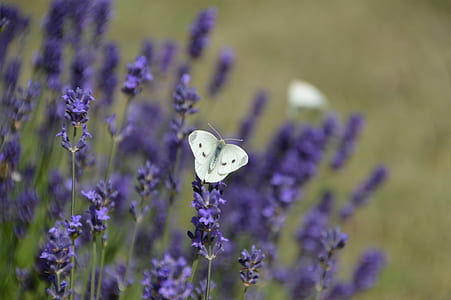 white butterfly perching on purple flower in selective-focus photography thumbnail
