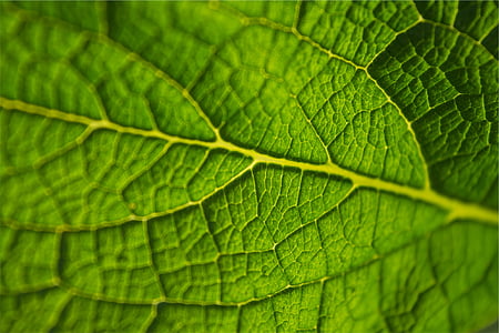 closeup photo of green leaf thumbnail