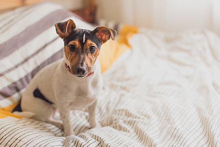 A dog sitting on a bed thumbnail