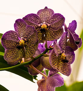 purple flowers thumbnail