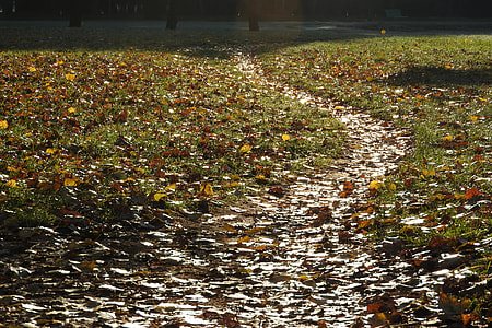 Path, Fallen Leaves thumbnail