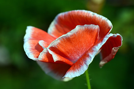 selective focus photo of pink and white petaled flowers thumbnail