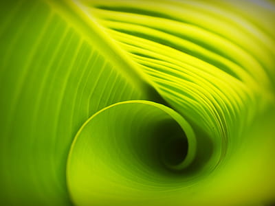 shallow focus photography of green leaf thumbnail