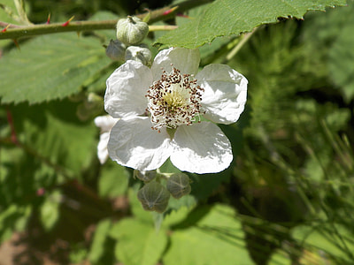 Black Berries, Flower thumbnail