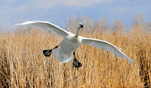 wildlife photography of flying white duck on brown grass field thumbnail