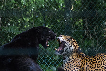 black panther and leopard roaring each other thumbnail