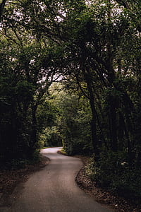 green tree thumbnail