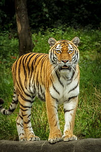 close-up photo of tiger thumbnail