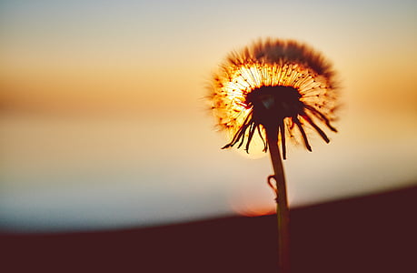 selective focus photography of white dandelion flower at sunset thumbnail