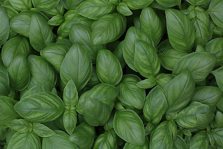 photo of green leaves thumbnail