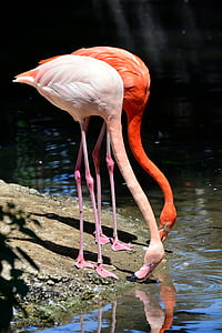 pink and orange flamingo drinking water thumbnail