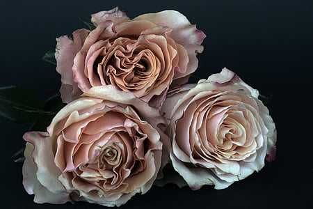 three beige roses in close up photography thumbnail