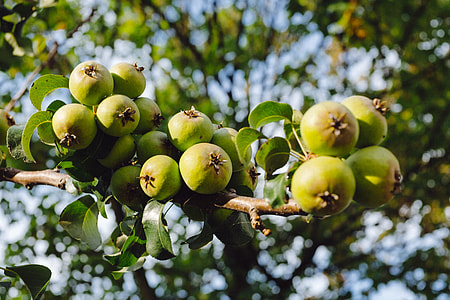 Green apples on the tree thumbnail