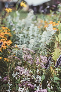 tilt shift photography of purple flowers thumbnail