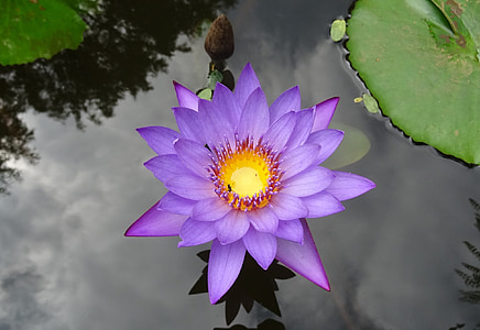 purple petaled flower in bloom thumbnail