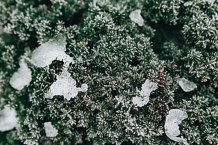 Frozen leaves & twigs thumbnail