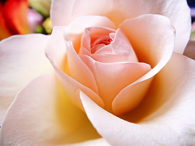 closeup photo of pink petaled flower thumbnail