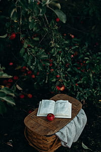 round red fruit and book on brown wicker picnic basket thumbnail