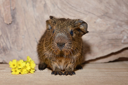 Guinea Pig, Baby Guinea Pigs thumbnail