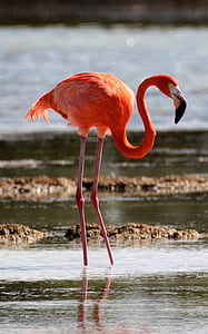 flamingo standing in water thumbnail